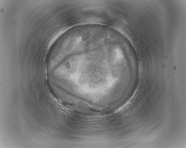 X0000071860925200607290153