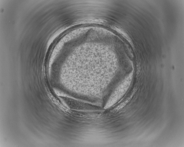 X0000071860928200607290153