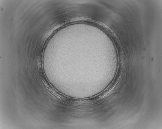 X0000071860929200607290153