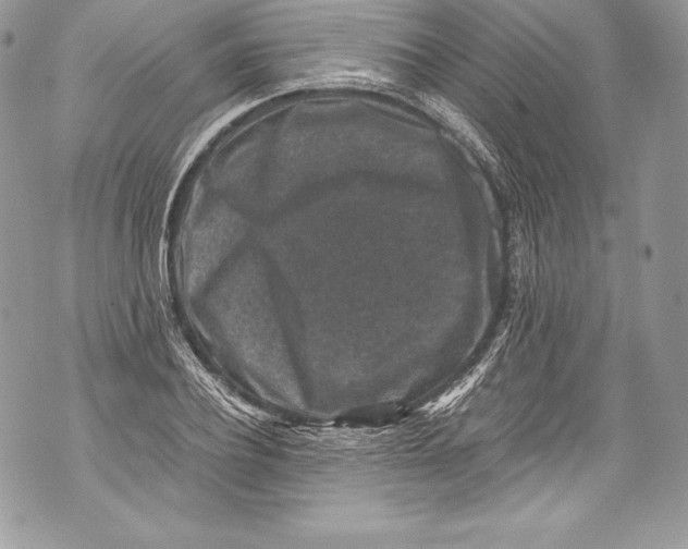 X0000071860932200607290153