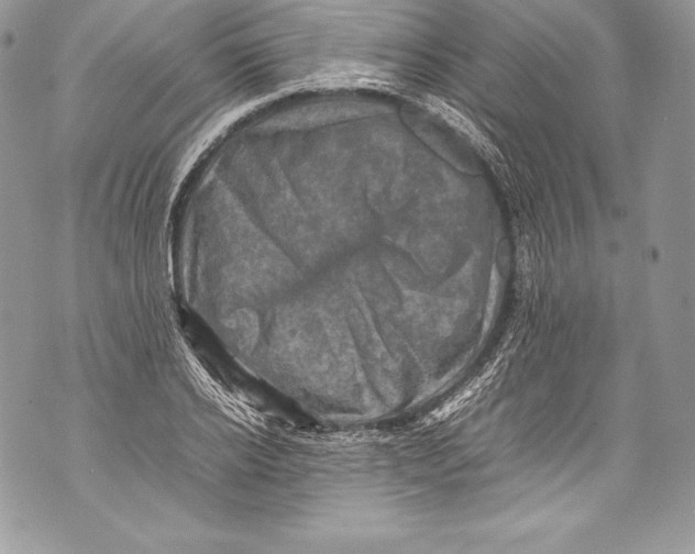 X0000071860934200607290154