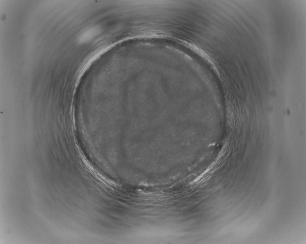 X0000071860935200607290154