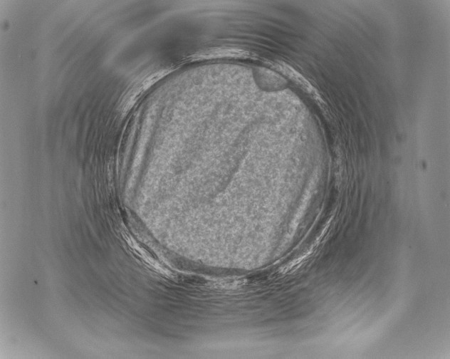 X0000071860937200607290154