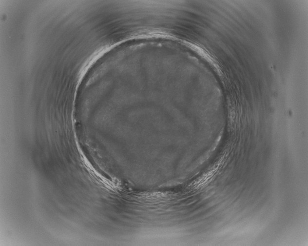 X0000071860943200607290154