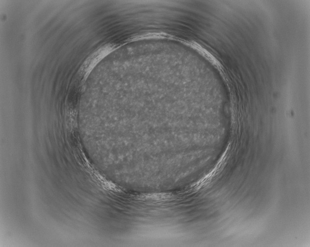 X0000071860953200607290154