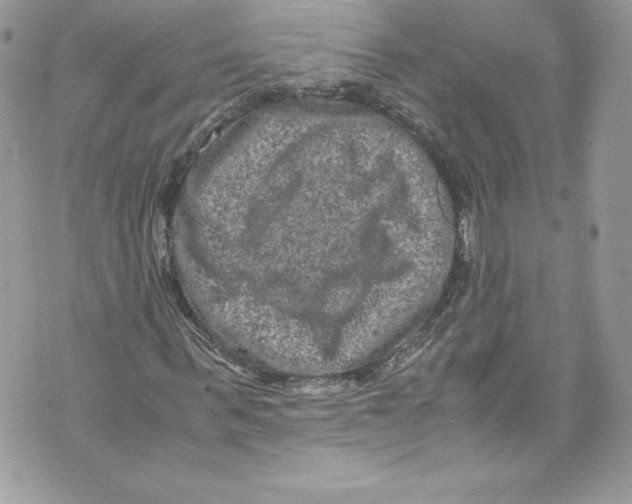 X0000071860963200607290153