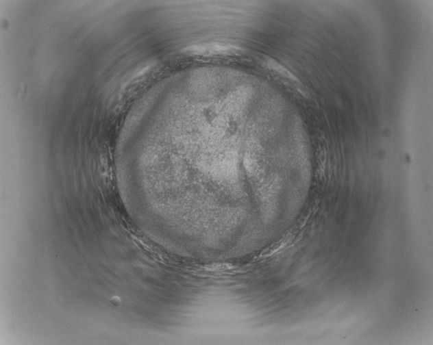 X0000071860966200607290153