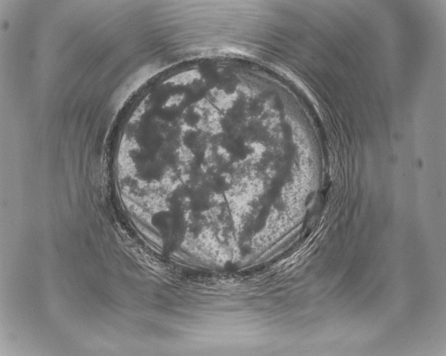 X0000071860975200607290153