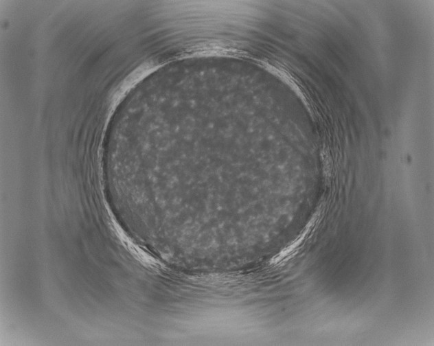 X0000071860995200607290153