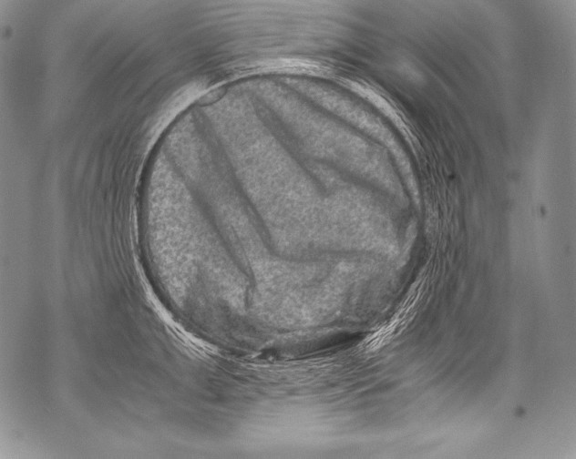 X0000071860999200607290153