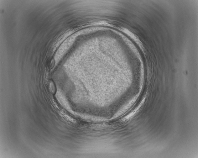 X0000071861001200607290153