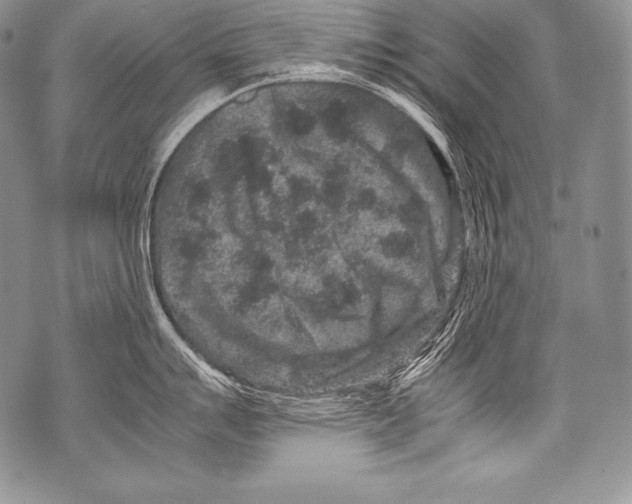 X0000071861007200607290152