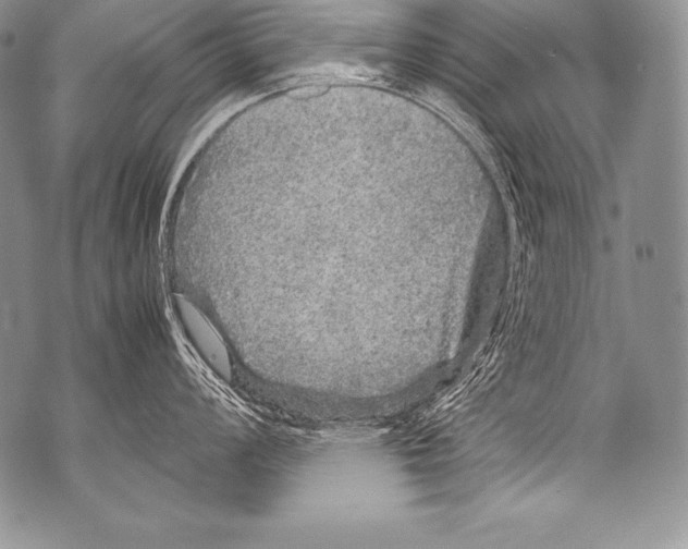 X0000071861008200607290152