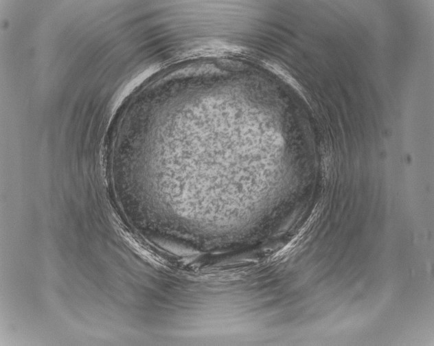 X0000071861026200607290152