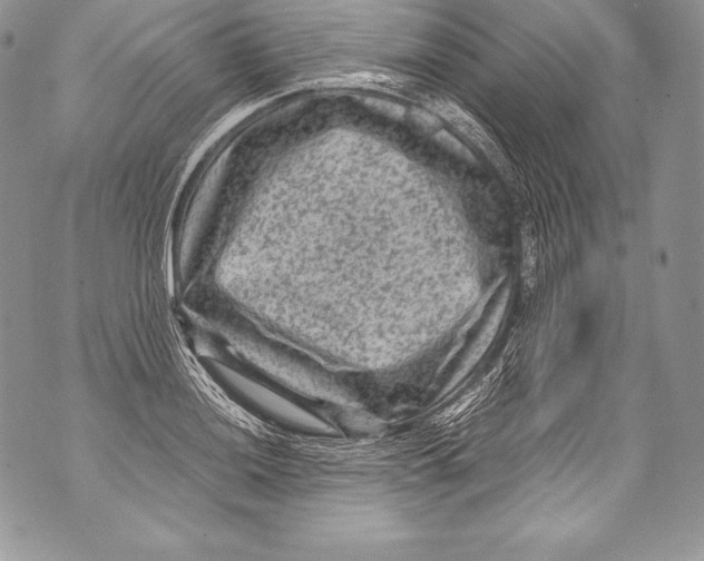 X0000071861036200607290152