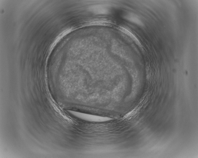 X0000071861043200607290152