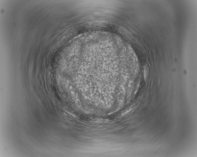 X0000071861059200607290152