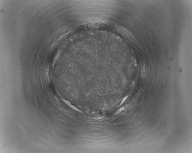 X0000071861060200607290152