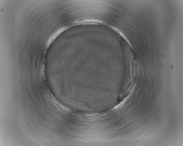 X0000071861066200607290151