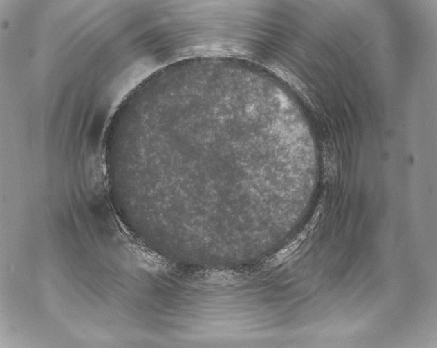 X0000071861070200607290151