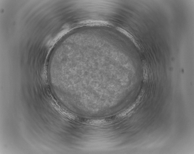 X0000071861074200607290151