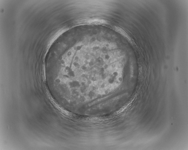 X0000071861079200607290151