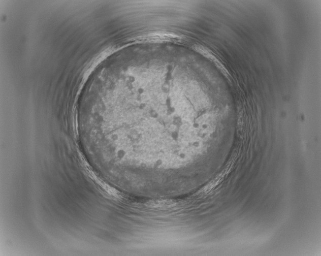 X0000071861083200607290151