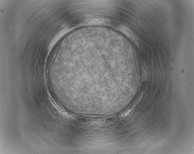 X0000071861086200607290151