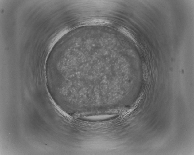 X0000071861087200607290151