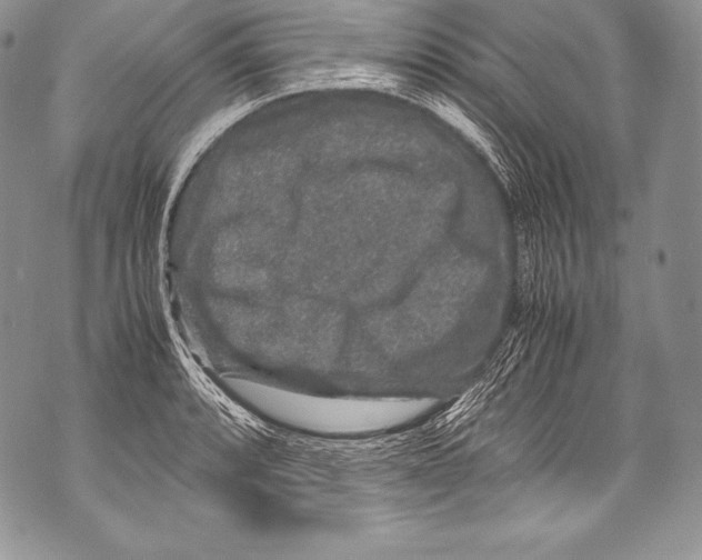 X0000071861088200607290151