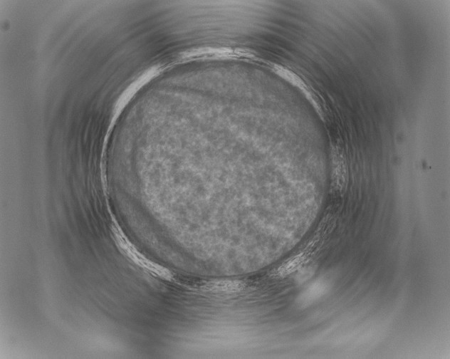 X0000071861090200607290151