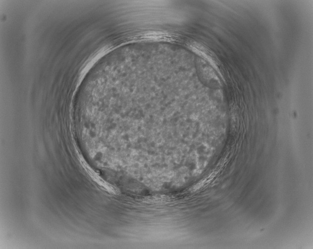 X0000071861091200607290151