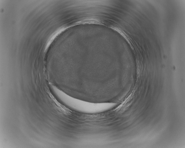 X0000071861115200607290150