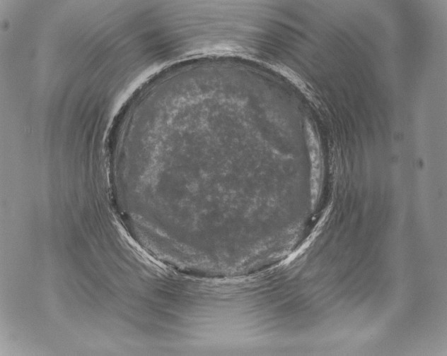 X0000071861118200607290150