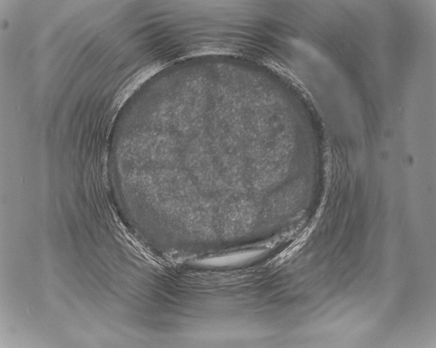 X0000071861121200607290150