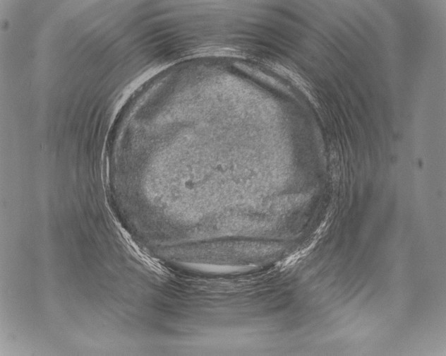 X0000071861125200607290150