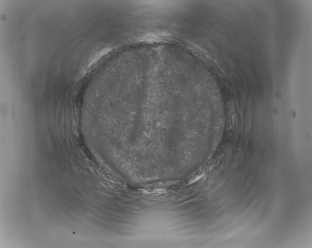 X0000071861158200607290150