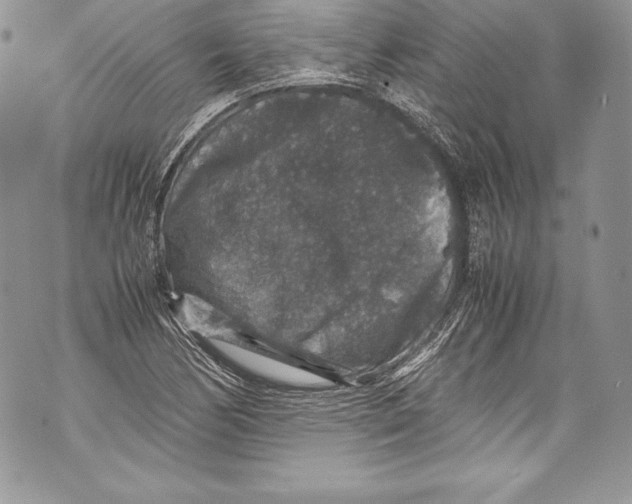 X0000071861170200607290150