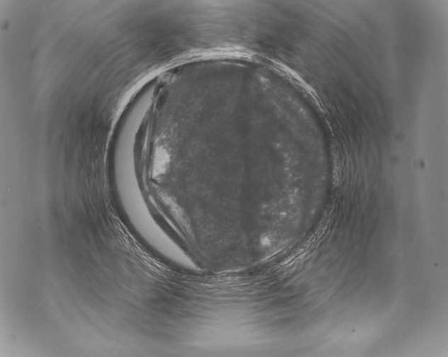 X0000071861174200607290150