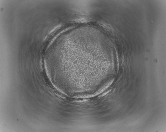 X0000071861205200607290149