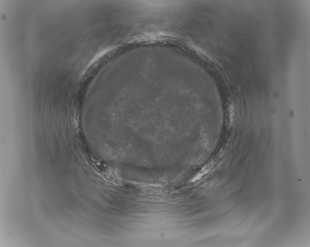 X0000071861206200607290149