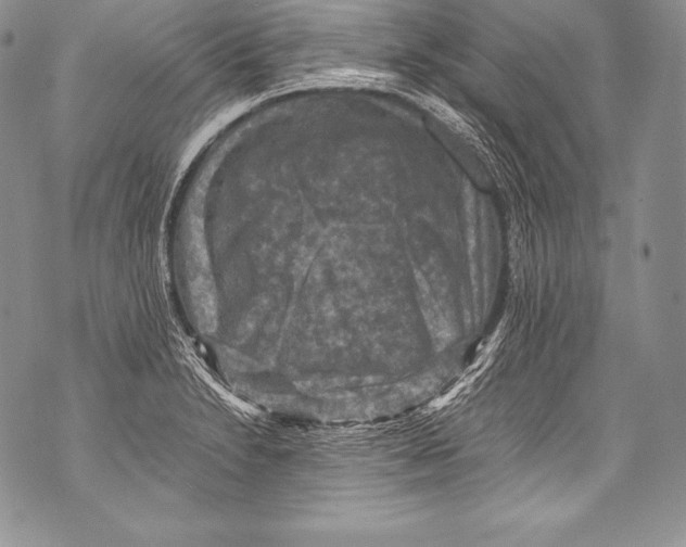 X0000071861230200607290149