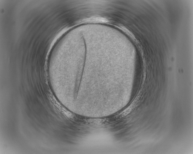 X0000071861248200607290149