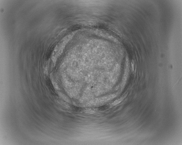 X0000071861251200607290148