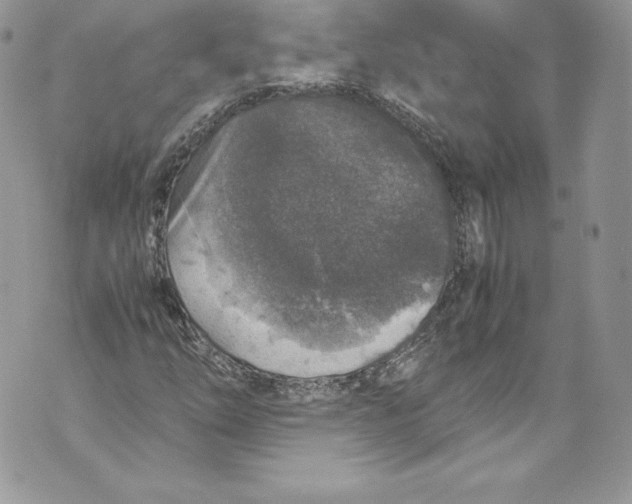 X0000071861254200607290148