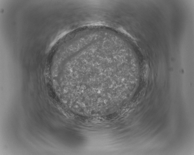 X0000071861255200607290148