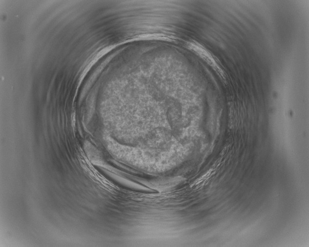 X0000071861284200607290148