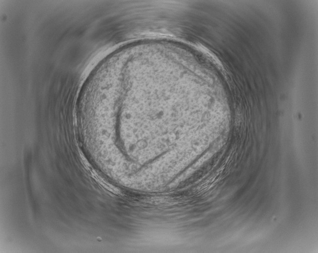 X0000071861287200607290148