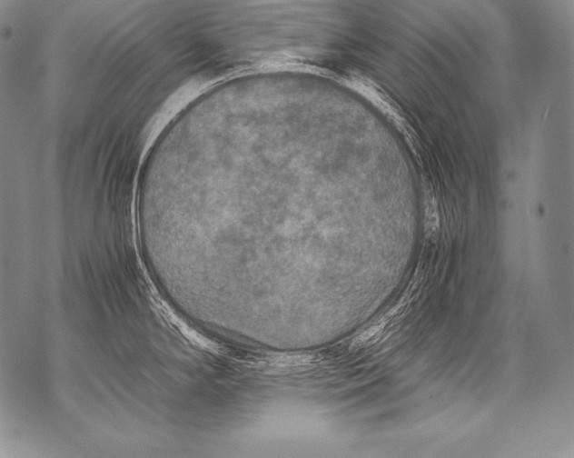 X0000071861294200607290148