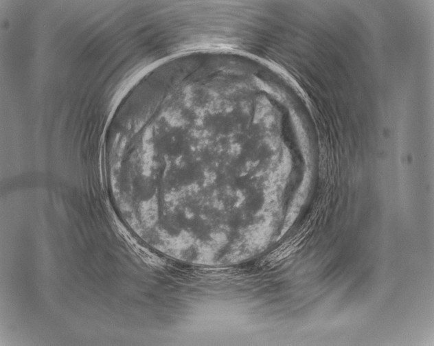 X0000071861295200607290148